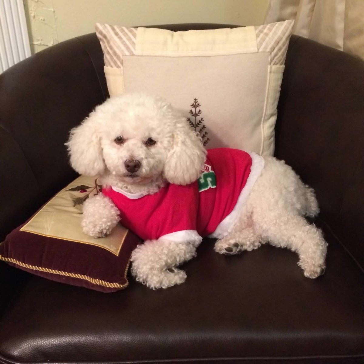 mcs1209's tweet photo. @honeymoon250 ❤️🐶❤️🐶 https://t.co/mQgDbrQtRI