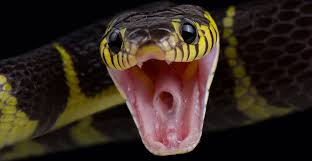 MoSmithReports's tweet photo. 🚨EXCLUSIVE: Vxntre to Ssssstocksbridge Town, HERE WE GO! The snake has completed a 400k move after slithering his way out of Sssstamford. https://t.co/4AuNVD757c