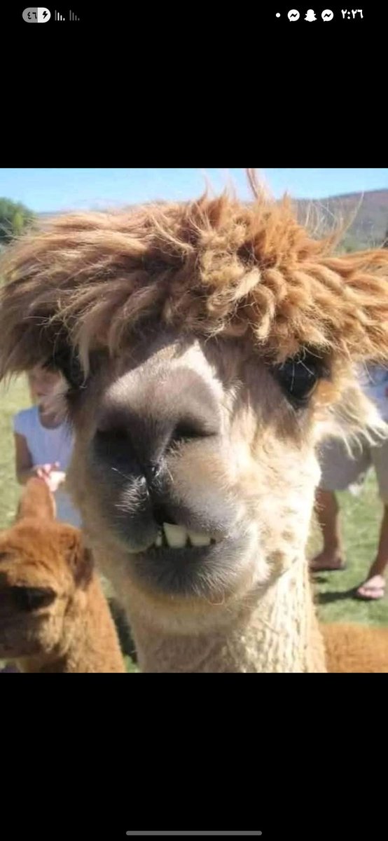 واخيراً لقيت المود هذا من ويين جايي🤣🤣🤣