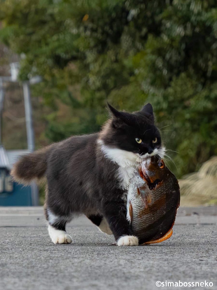 大物だにゃ✨
I got a treat🐟

#漁師さんありがとにゃ #猫 #cat