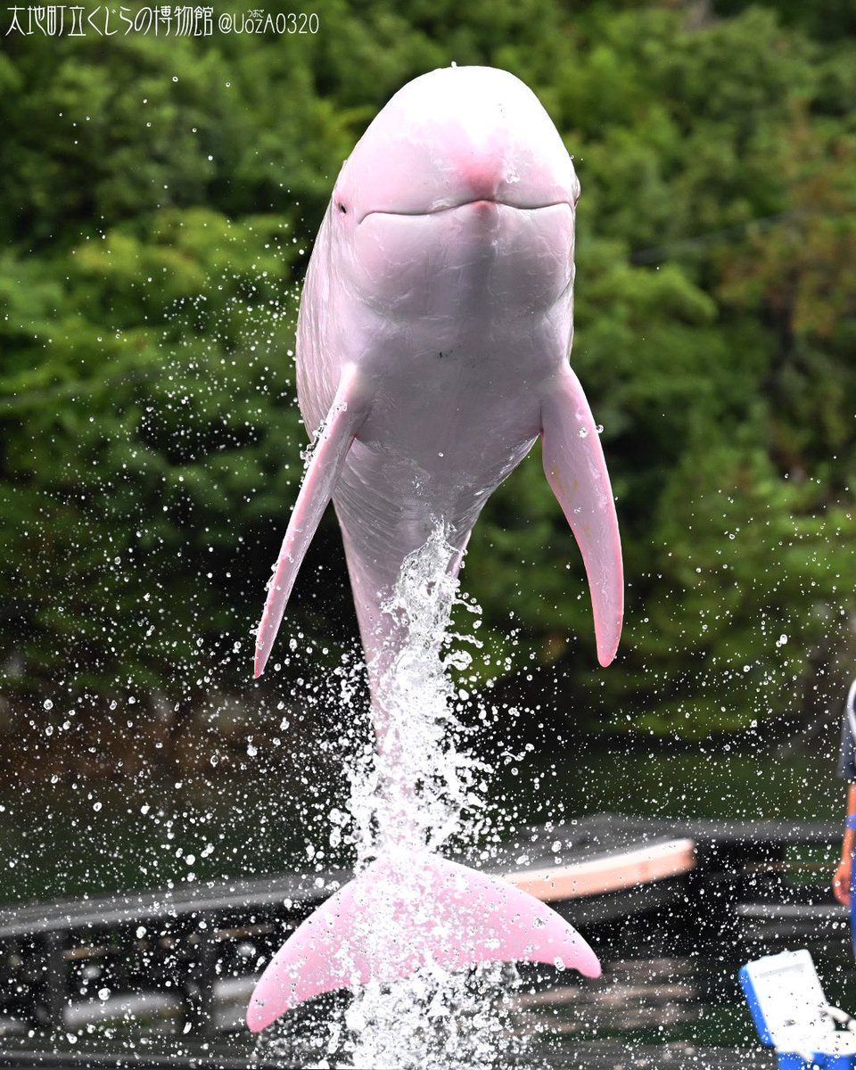 おはようございます🤗

美白ボーイ、ハマタさん
トレーニングジャンプ✨
胸ビレが大きく見えるなぁ🤔撮影の角度かな⁉️

今日も楽しい一日になりますように！

#太地町立くじらの博物館
#くじら博
#taiji_whale_museum 
#白変種
#ハナゴンドウ
#ハマタ
#被写体の幸福を祈りシャッターを切る