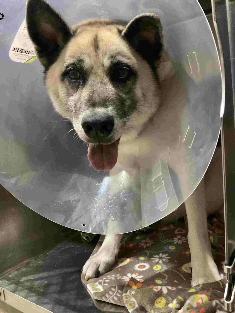 Update: the vet team said she did great and is in recovery right now. They sent me a picture 😭