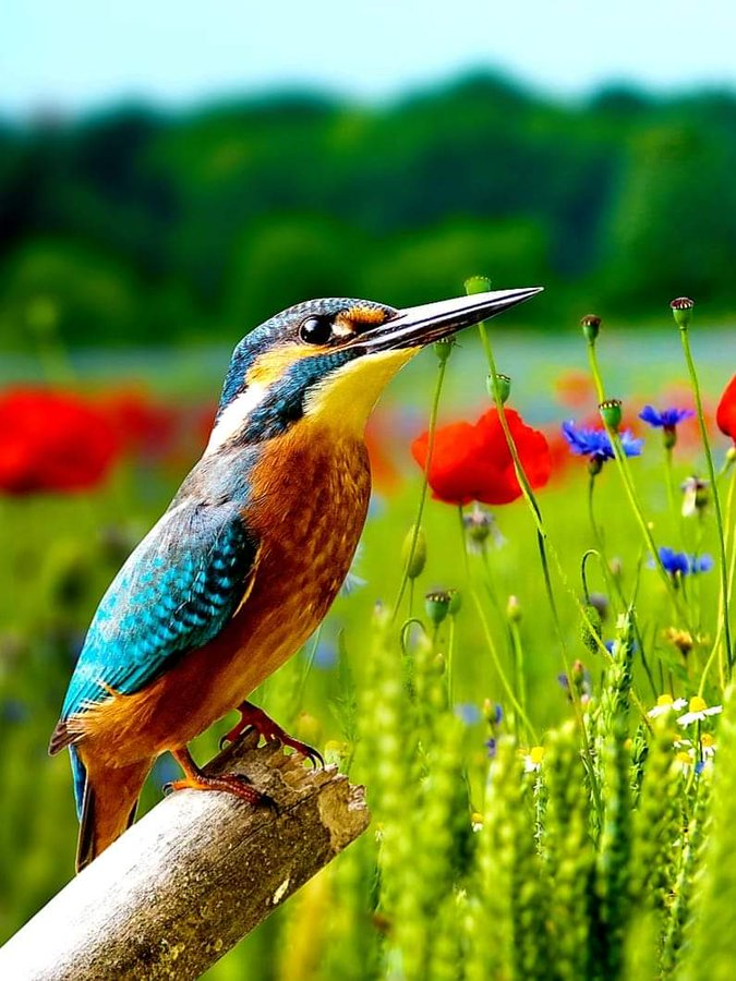 honky_tonk's tweet image. Life is playing in this world temporarily.
Its essence is eternal Consciousness that links to the Creation.

生命はこの世で一時的に遊んでいます
その本質は、天地創造とつながる永遠の意識です。
#consciousness #意識
RP @Nelly543042701