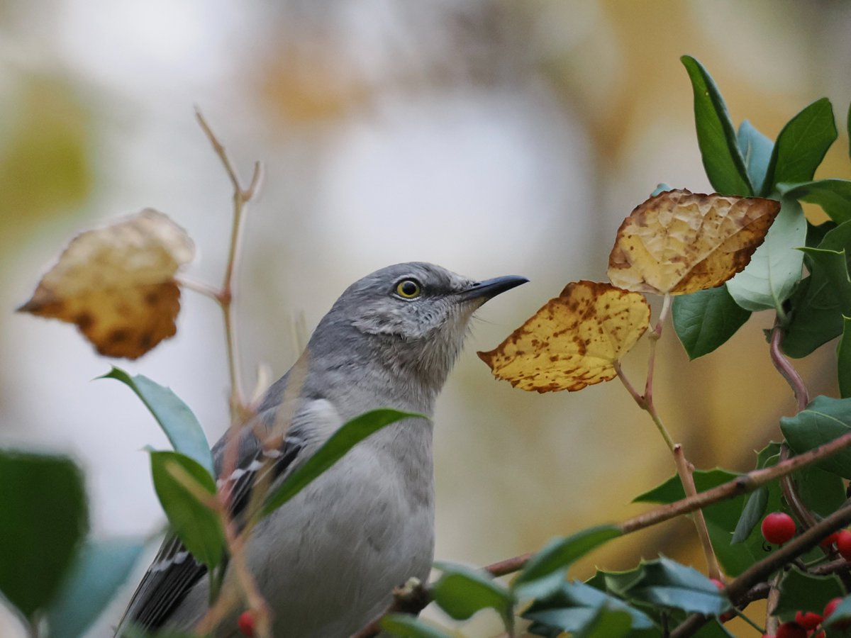 Mission accomplished! Daily #Mockingbird, freshly from Clove Lakes Park #birdwatching #BirdsSeenIn2025 11/13/25
