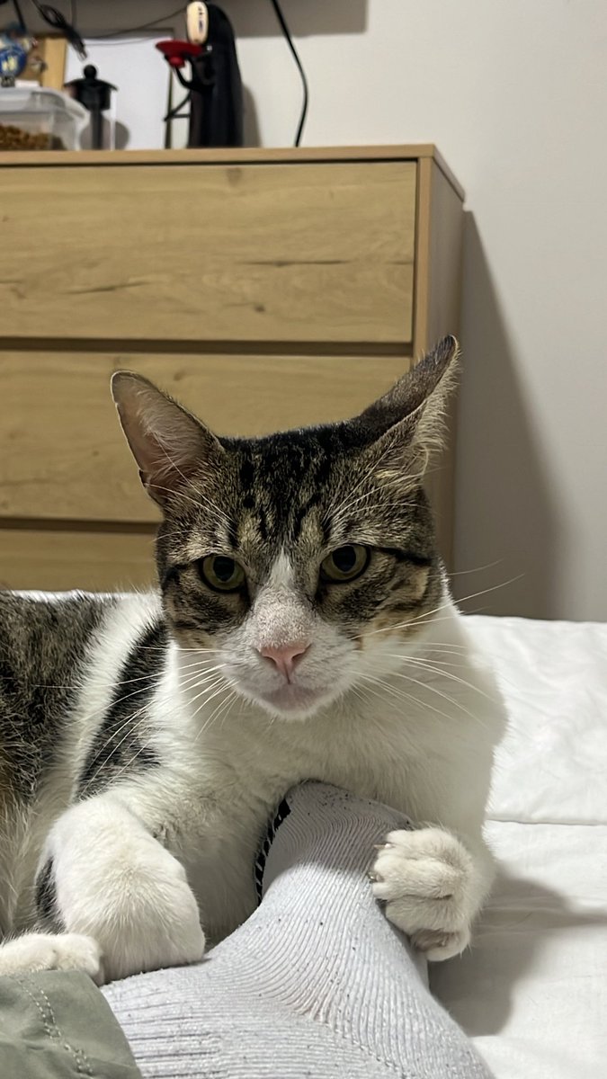 Hace una semana dizque iba a cuidar un gato y terminé quedándomelo, lo bañé, lo vacuné y lo operan mañana, justo llegó en mi peor tusa,  lo amo