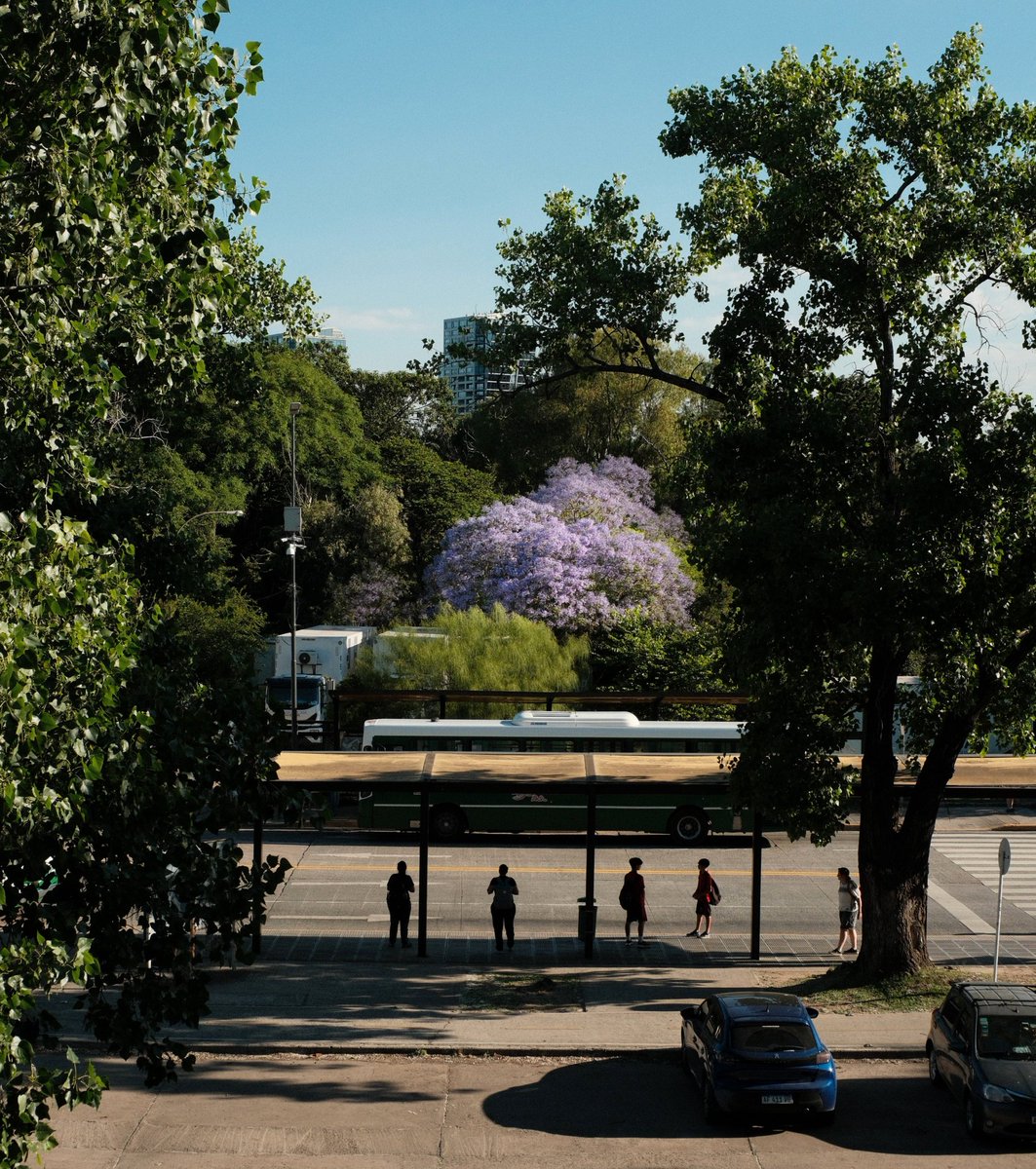 Ceibo y jacarandá 
<a href="/Exactas_UBA/">Exactas UBA</a>