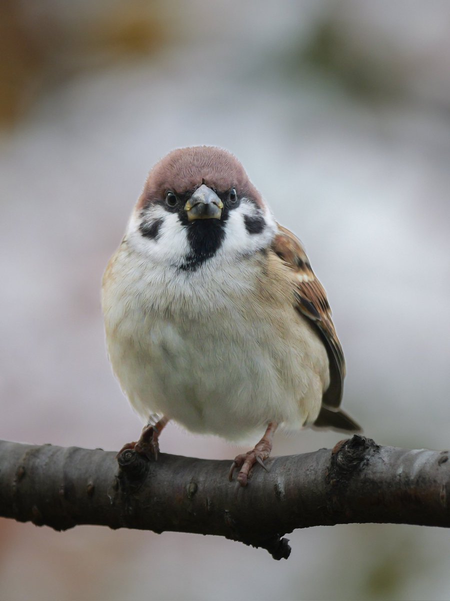 ⑤♡海外マステ♡ 壹洱原创 さん 光斑（亮面PET） Zっとん (@kazu1130945) / Posts / X