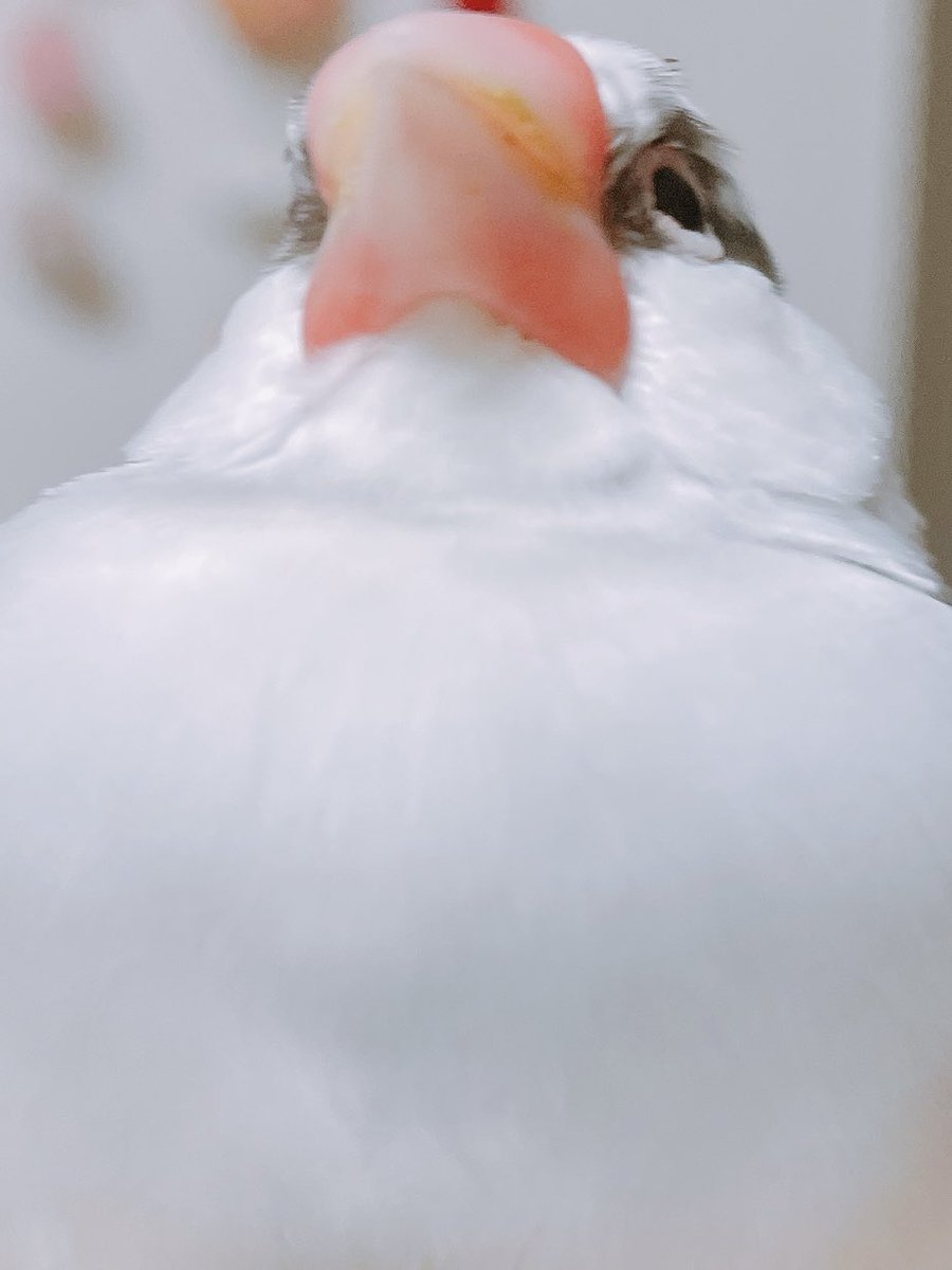 おまけ🎵

寒いので良かったら
お胸どうぞ♡

#buncho