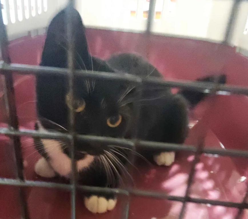 MasterColeChief's tweet image. family brought home a cat