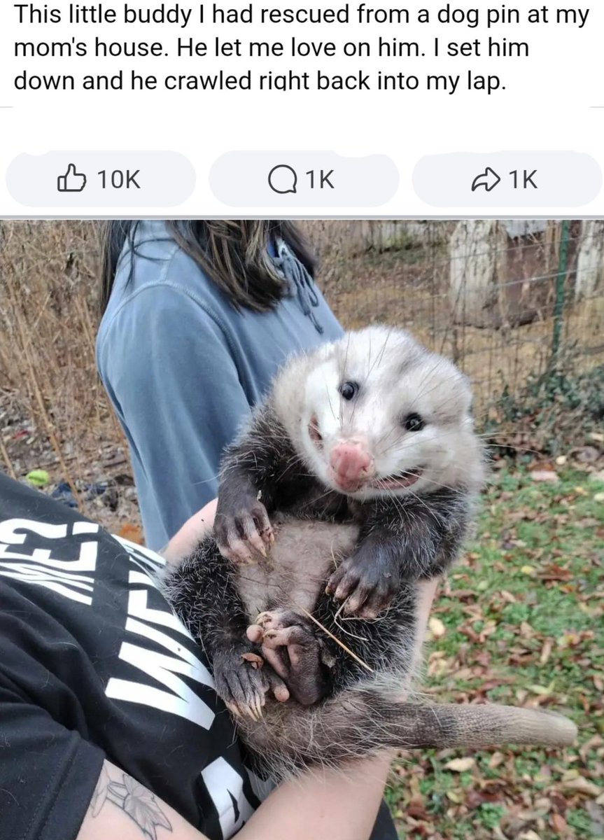 Possums are just the biggest doofuses, I love them so much
