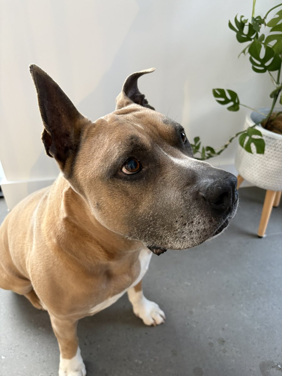 DiannaConstant2's tweet image. Well pals, it’s official….I have entered my grey faced era! Today I turn 12. 😁