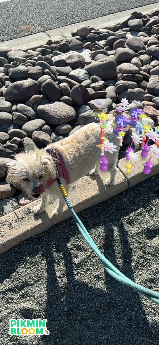 Took the whole squad on a walk. 🦮🌱