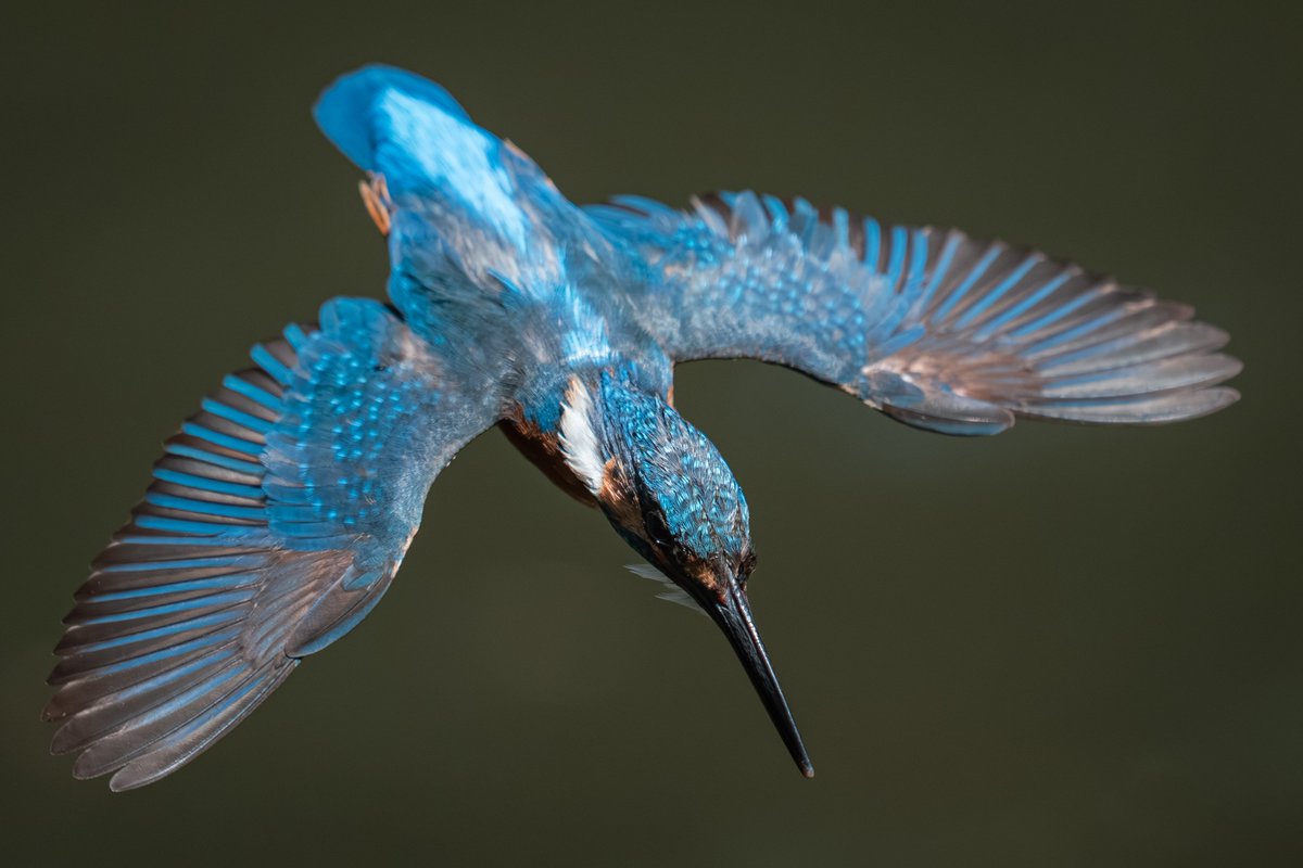 _lambda1992's tweet image. 『一閃貫通』

#カワセミ #これソニーで撮りました #SonyAlpha