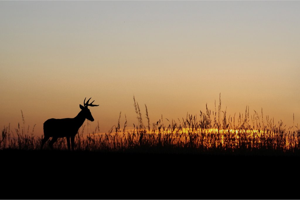 The Types of Wildlife in Alabama You Might See might surprise you. I know a couple of these surprised me even as an Alabama native. Check out these beautiful animals and see if you truly knew about ALL of them. C'mon, be ho... bit.ly/49ysHvt #alabama #wildlife #animals