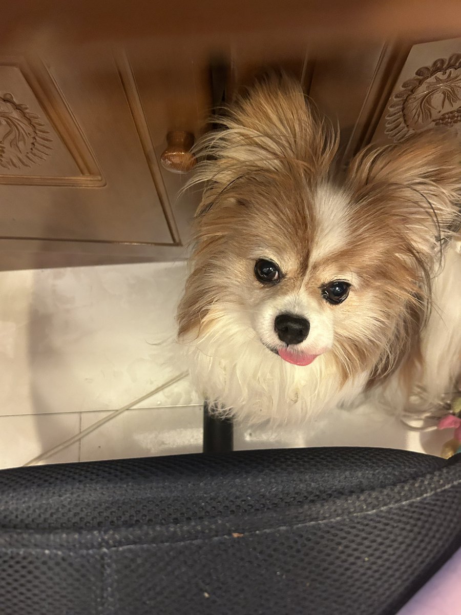 ティコティコレオ (@tiarachanleokun) / Posts / X