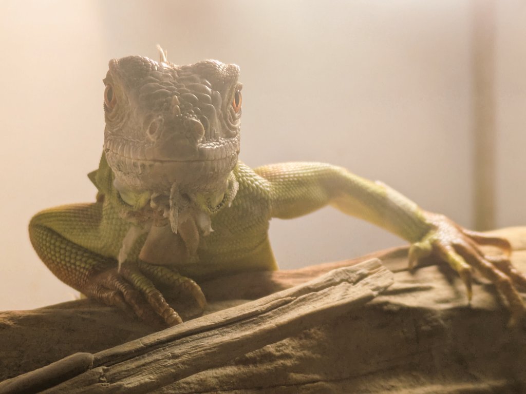 ONE PIECE / Iguana ワンピースアート/イグアナ ONE PIECE / Iguana ワンピースアート/イグアナ ONE PIECE / Iguana