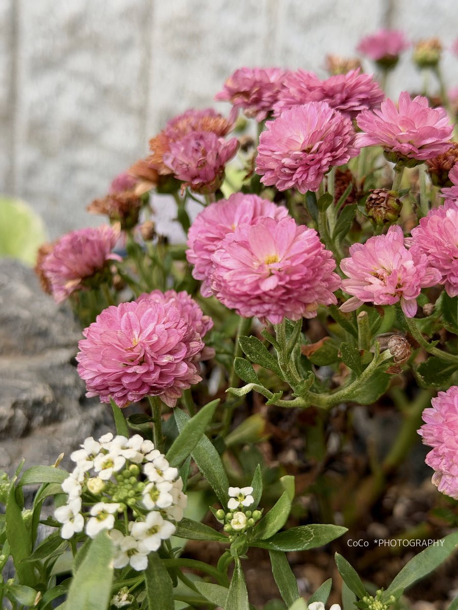 coco (@39coco39coco) / Posts / X