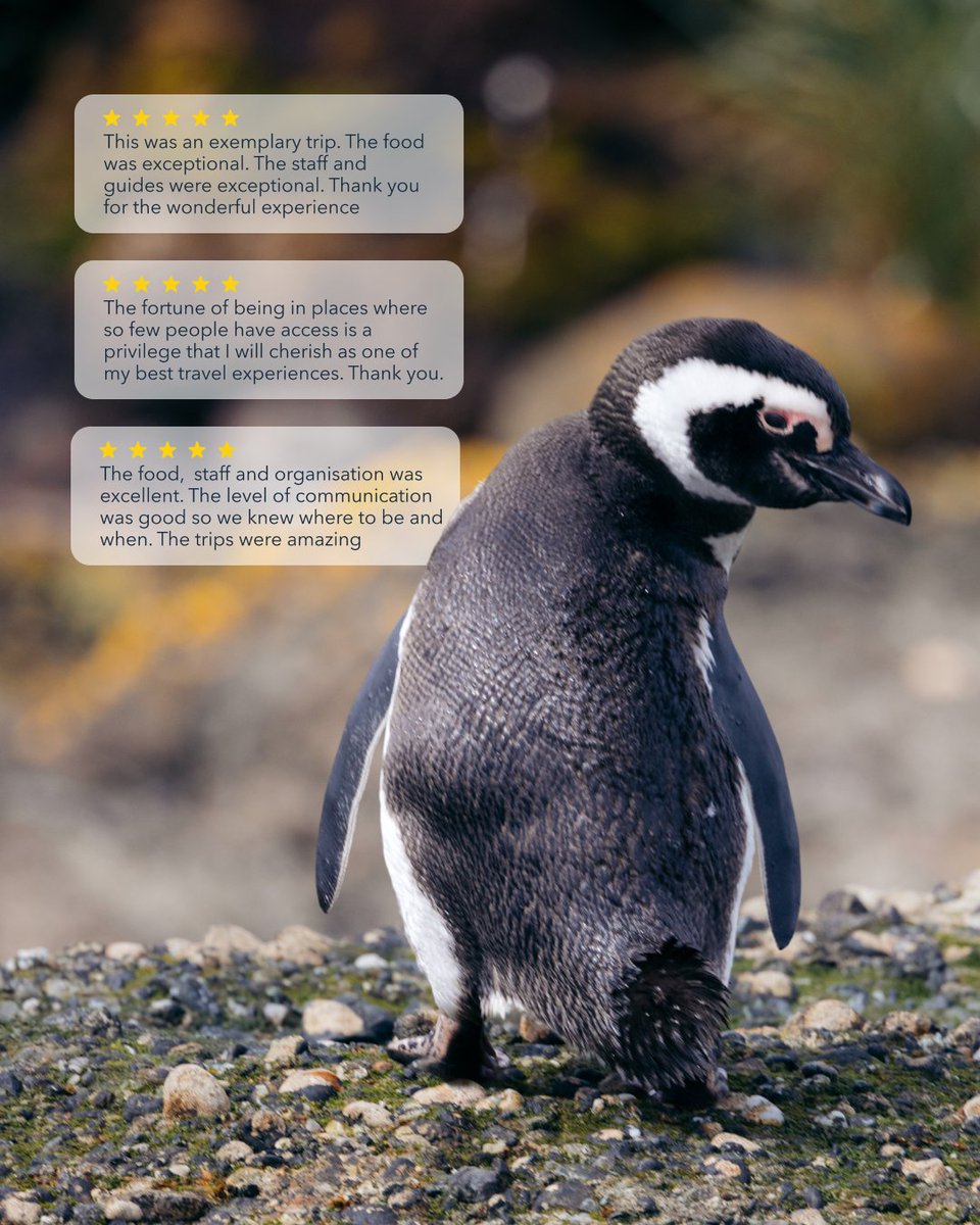 AustralisEXP's tweet image. Every trip leaves its mark and with Australis, the journey leaves a lasting impression.
Our travelers confirm it: sailing to the end of the world is an experience that stays with you forever. 🌊

🚢 Discover what those who have already lived the Austral adventure have to say.