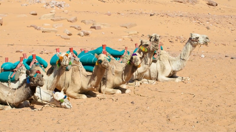 HumanisingMen's tweet image. ‘A Very Successful Story’: An Egypt Tribe Welcomes Tourists &amp;amp; Protects Its Coast goodmenproject.com/featured-conte… #Environment #FeaturedContent #Africa @goodmenproject
