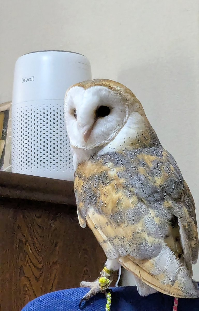 imaima24's tweet image. 今日はあまり寝ないで
遊ぶあずきちゃん🦉✨
#メンフクロウ #barnowl #owl #birds