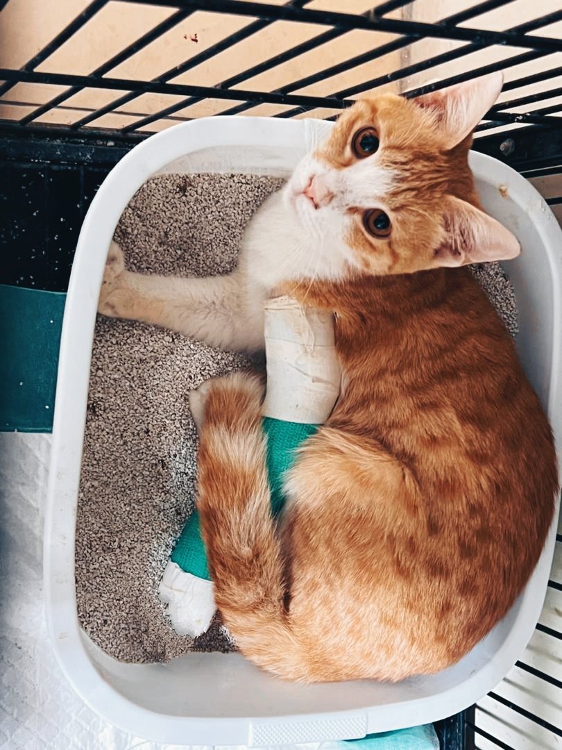 عضو جدید #بهشت_شیرین دیروز گچ دستش باز شد. باید مدتی کنارمون بمونه تا علاوه بر دست، زخم دهانش کامل جوش بخوره. تلاش می‌کنم دردهایی که کشیده رو جبران کنم. برای دیده شدن بیشتر و ادامه حمایت‌های شما عزیزانم، لطفاً ریتوییت کنید.هر ریت شما یعنی یک شانس بیشتر برای نجات بقیه‌شون❤️