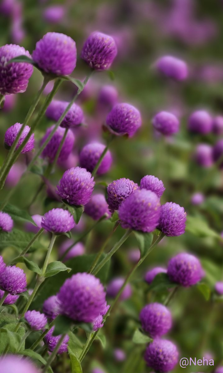 Friday reminds us that life blooms quietly when we stop rushing.
Some chapters unfold in silence, some answers arrive in their own time.
Trust the pace of your journey~the universe is never late.💜

Happy TGIF 𝕏 fam ☀️🪻
#theme_pic_India_flowers
#NehaClick📸
©Neha💜