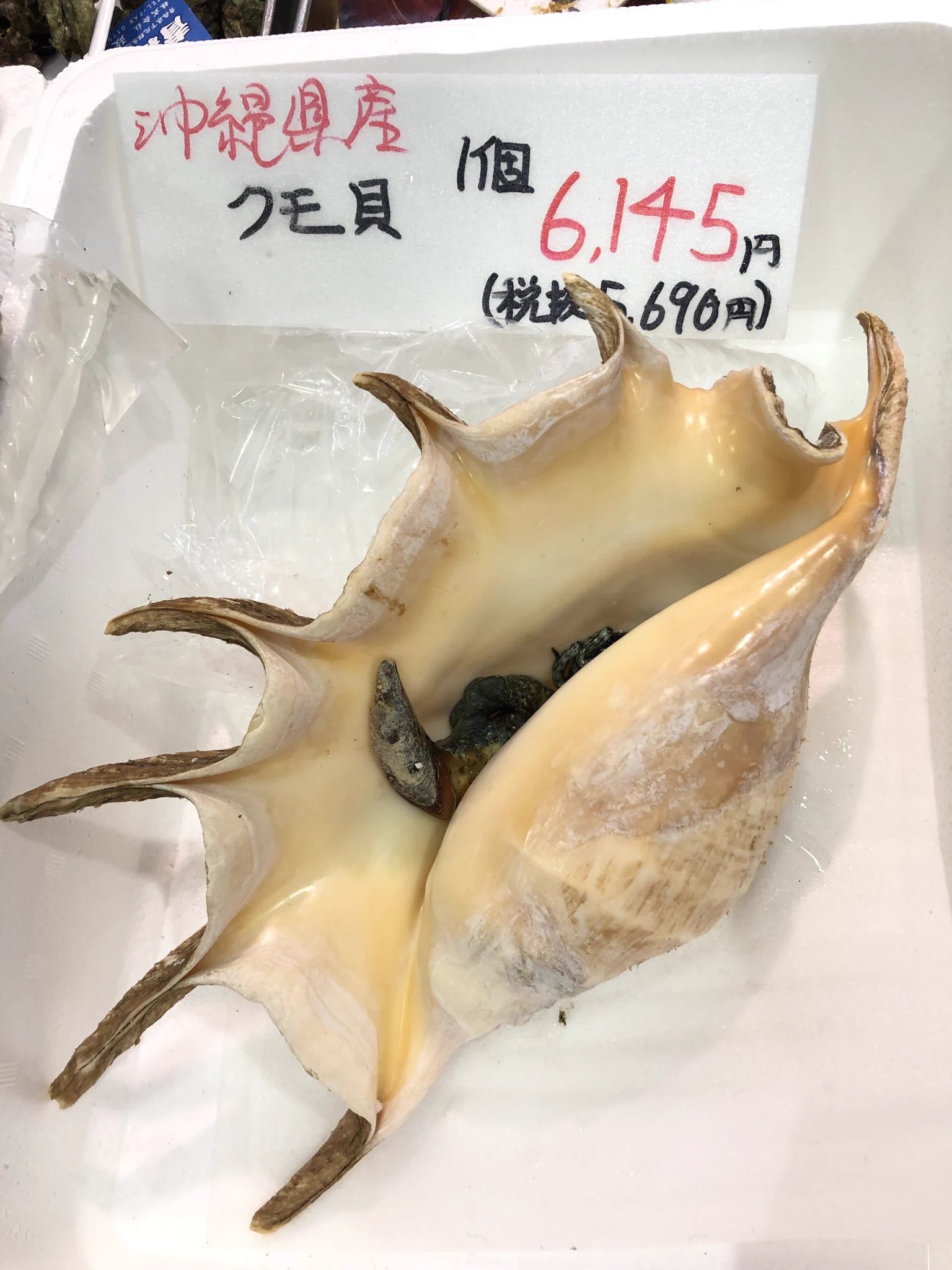沖縄天然ホラ貝 吉池 on X: 