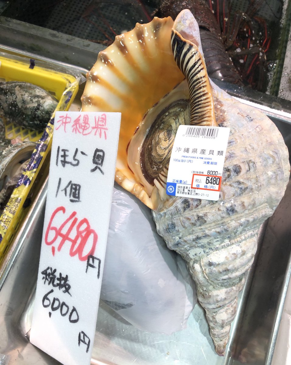沖縄県より入荷🏝️✨✨ ・ホラ貝🐚 ・クモ貝🐚