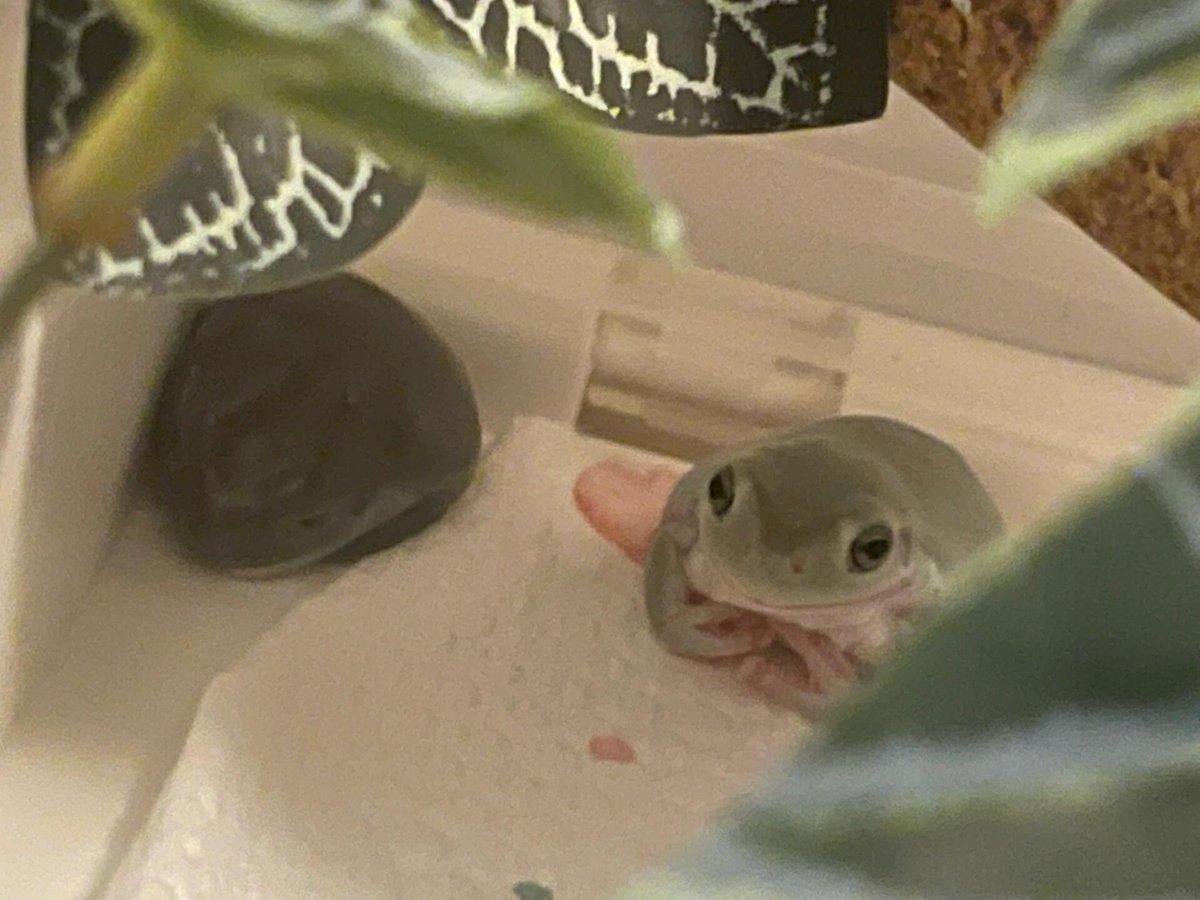 alisson81679514's tweet image. 今日もカエルちゃんが元気いっぱい！かわいい姿に癒される💚🐸