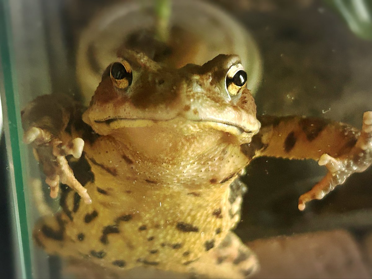 KawayoHiki's tweet image. 恒例になったパントマイムの朝練✋🐸🖖

#ナガレヒキガエル
#toad