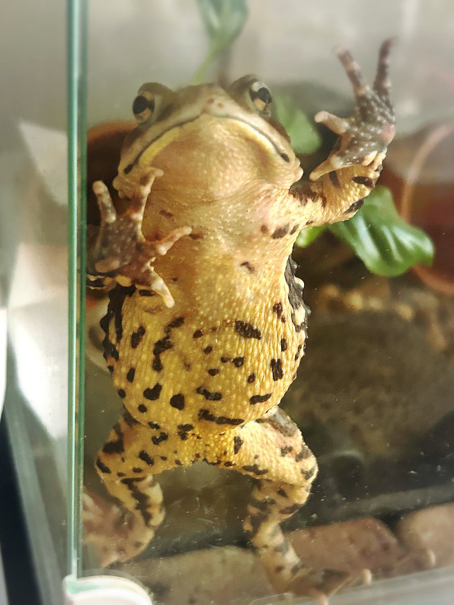 KawayoHiki's tweet image. 恒例になったパントマイムの朝練✋🐸🖖

#ナガレヒキガエル
#toad