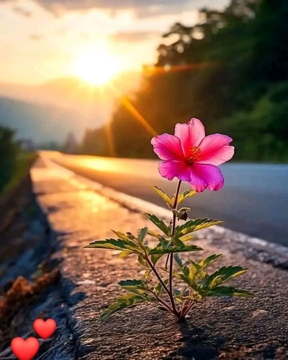 Raima__nor's tweet image. আসসালামু আলাইকুম 
শুভ সকাল