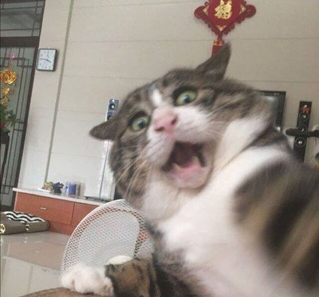 Punch Cat (@punchingcat) on Twitter photo 