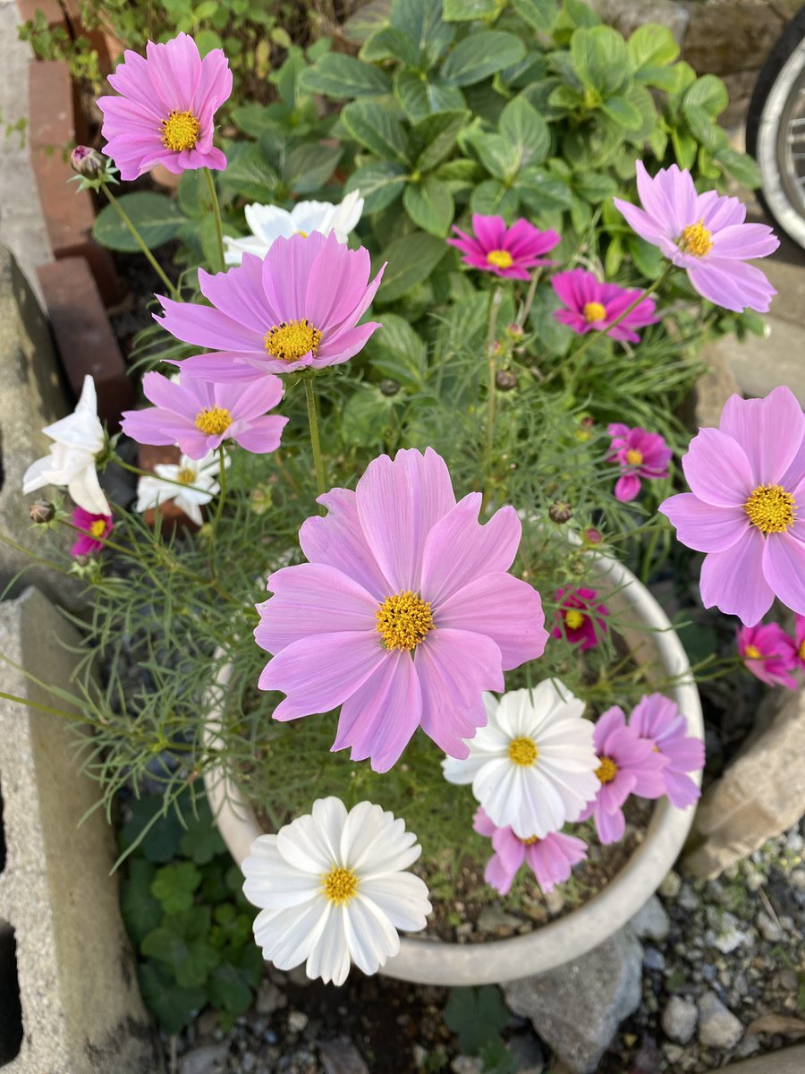 ランチタイム🍙🍗 ♬薄紅のコスモスが秋の日に🍂 #コワーキング