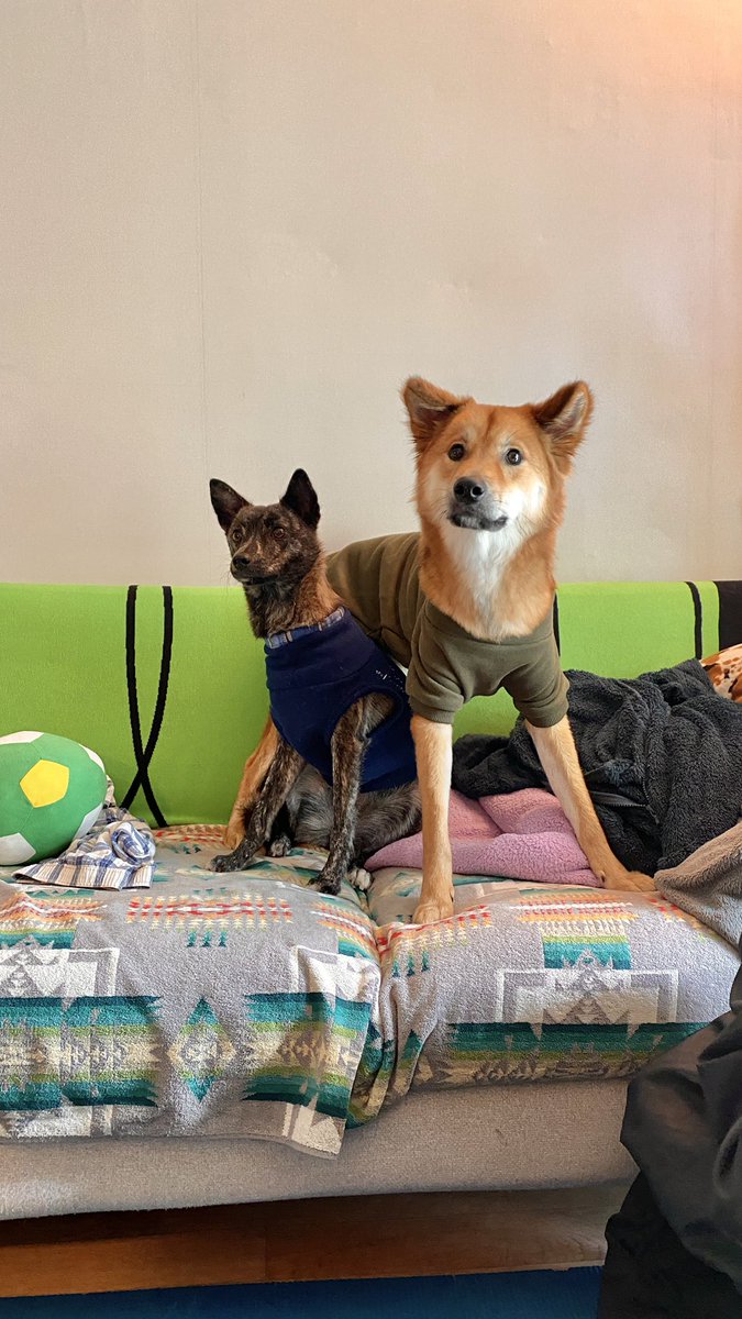 사부가 왔다! 이제 3일간 함께 지낼건데 쭈스 이넘 벌써 자기친구라고 품에넣고 있네