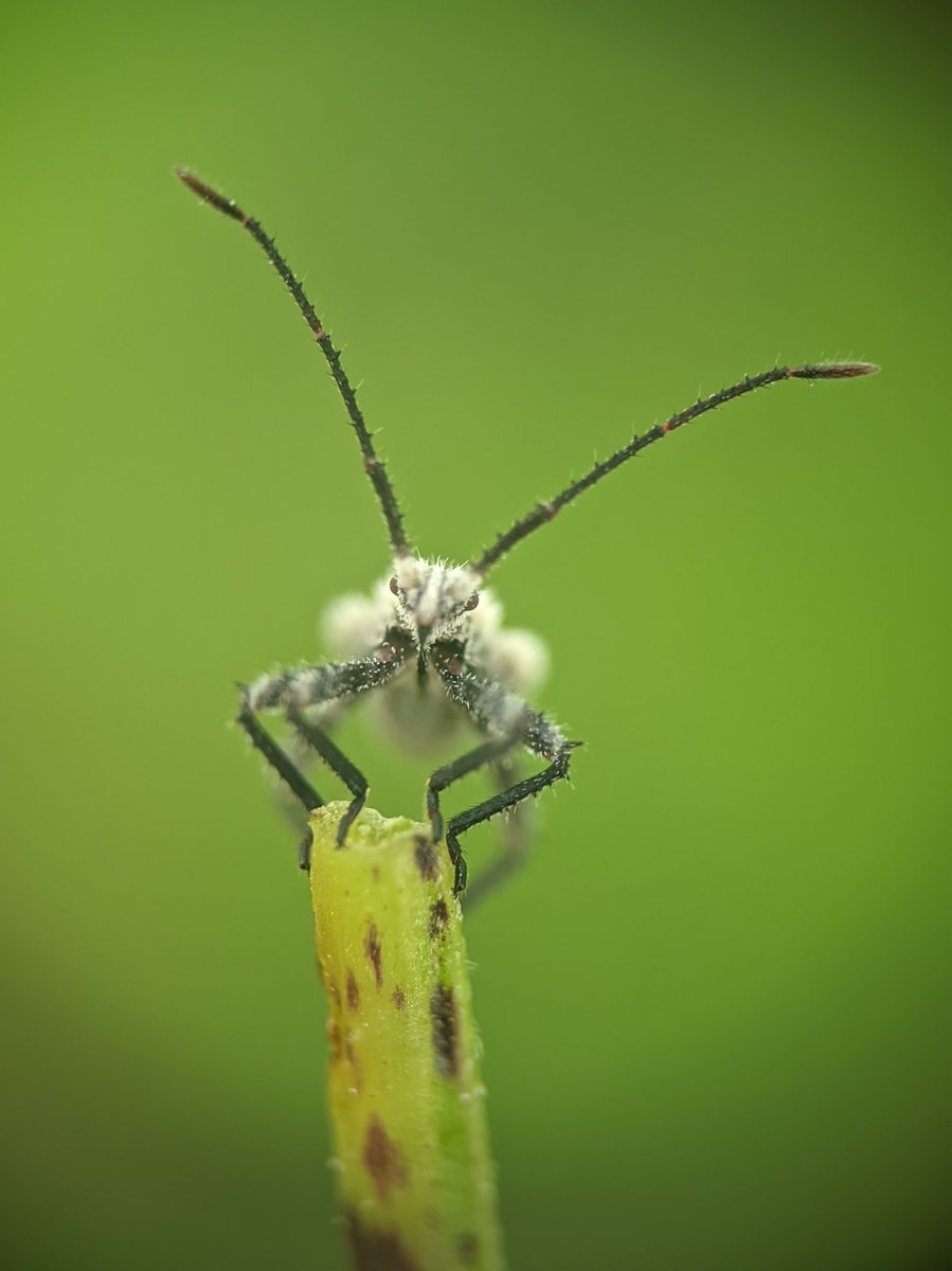 Entry for #NatureNovember

Macro photography using OnePlus 13R with external macro lens attached

#photography #macrophotography #insects #saipixels
