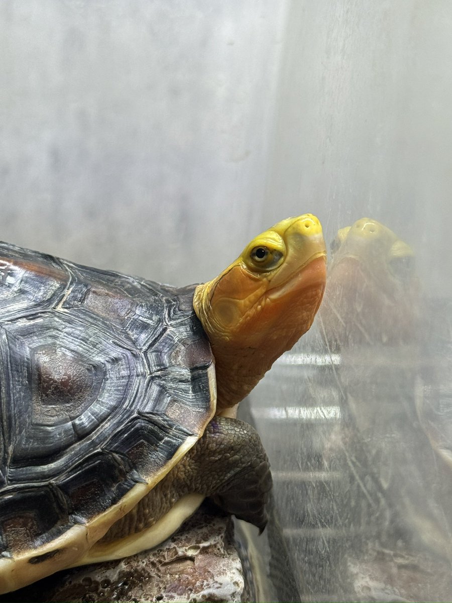 凛々しい顔つきのチュウゴクセマルハコガメ。