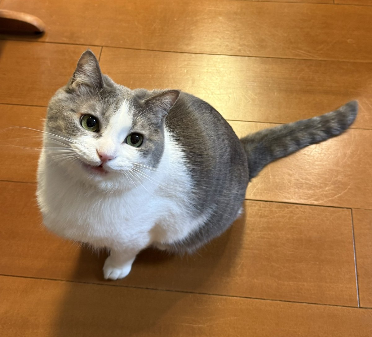 いずもん/まろ様＊mfmf (@7nfxwoi3F8lSqHU) / Posts / X