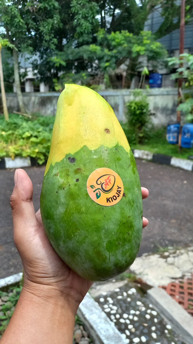 Nyoba beli mangga raksasa...😋😋