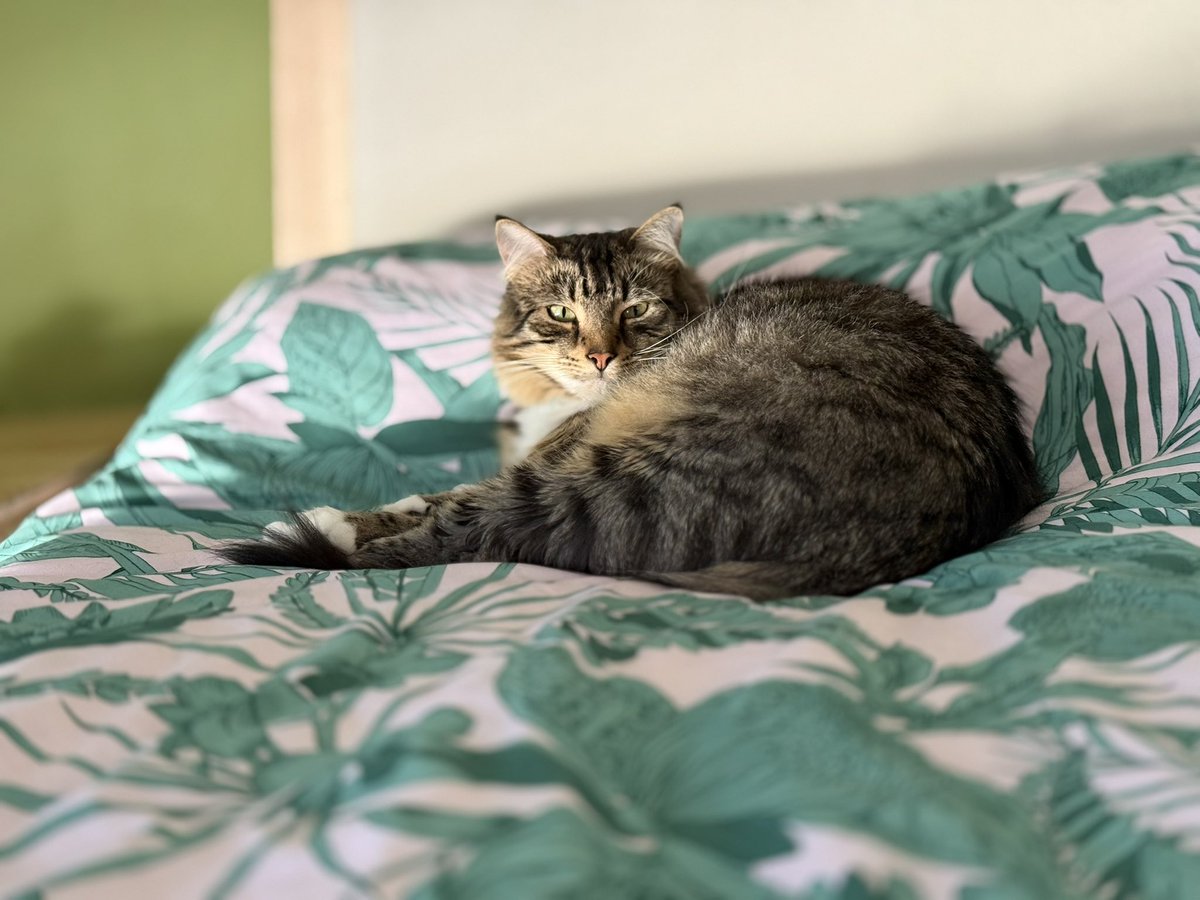 BlueModelY's tweet image. چند تا تشک براش خریده‌م و تقریبا توی هر اتاقی جای مخصوص خودش رو داره. اما چرت صبح تا عصر رو روی تخت و جای من به جا میاره 😁 #شیربیشه‌ادب‌ومتانت