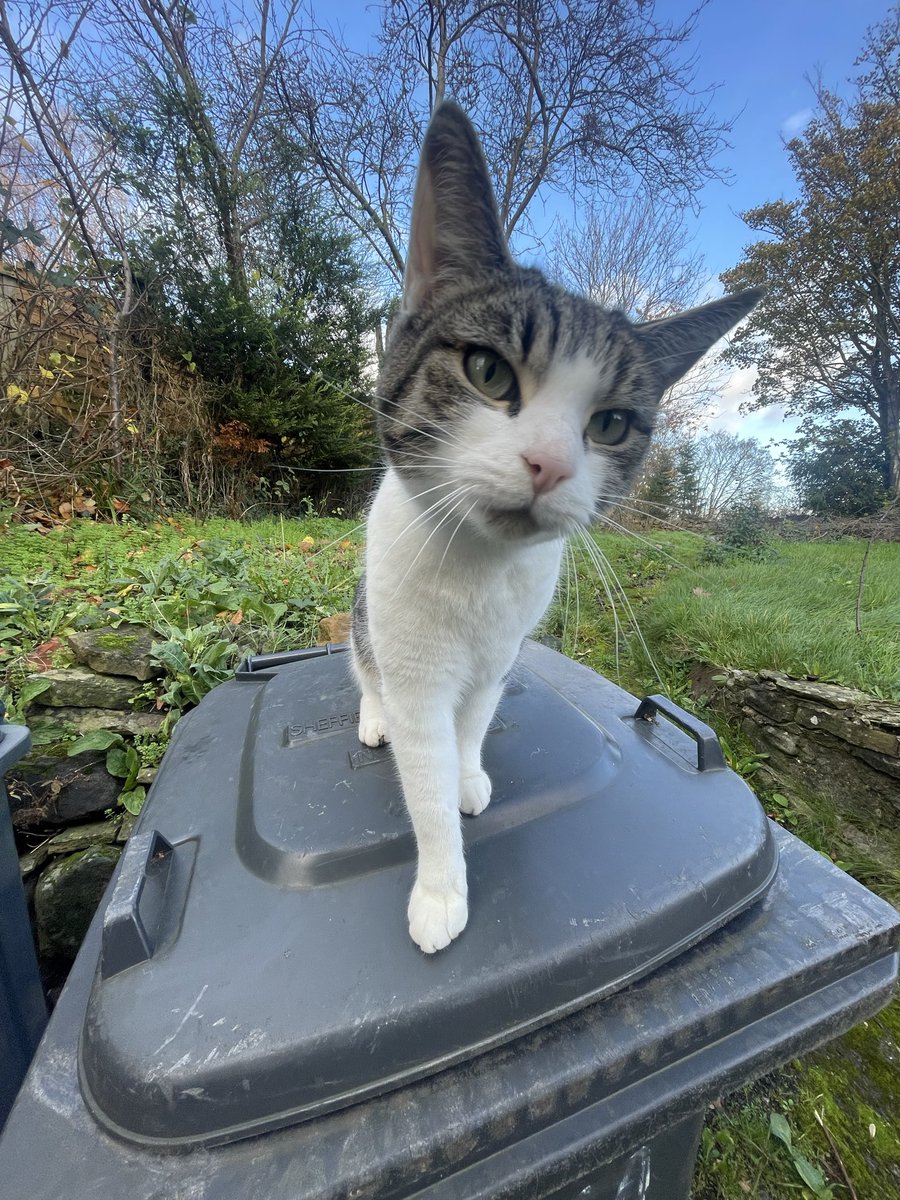 its 4am and i keep intermittently looking at this picture of the local stray cat and then crying uncontrollably for 20 minutes