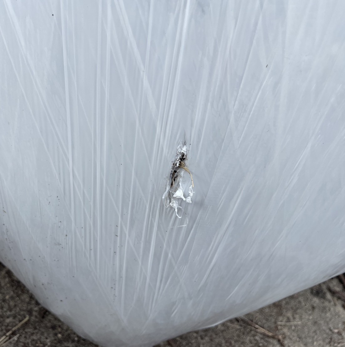 shepherd_vet914's tweet image. 橋本匠護 のコラム
「 穴のあいたイネWCS 」更新しました。
shepherd-clc.com/archives/22738

#イネWCS
#カビ
#好気性発酵

最近は、各地の農場さんで今年収穫されたイネWCSが保管されています。少し近づいてみると・・・・。
穴があいています・・。農家さんに聞くと、周辺にカラスが多く、つついてラップに