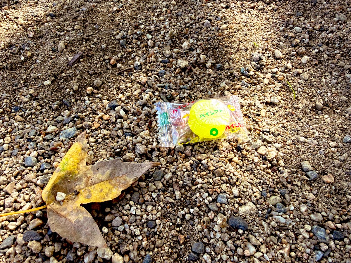 小さい秋、見つけました。