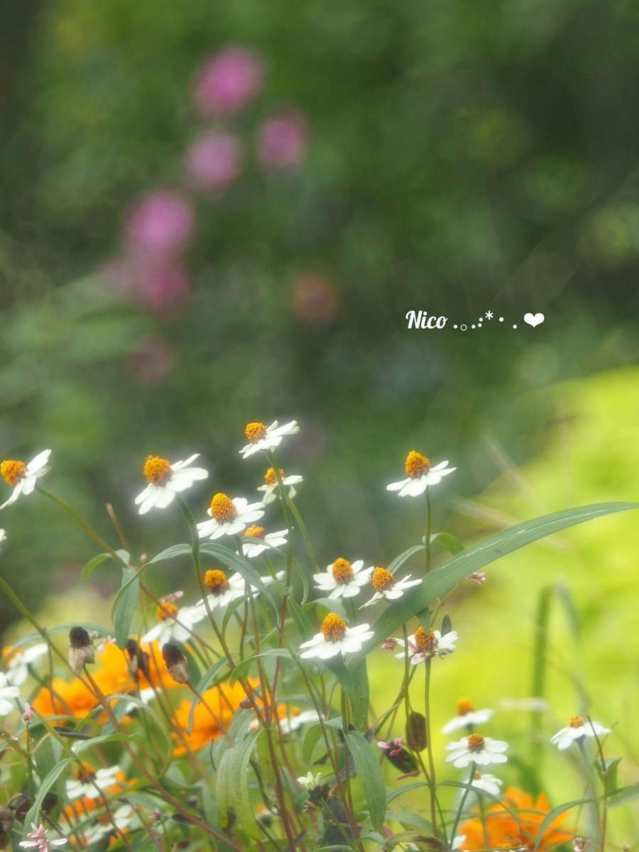 Nico* (@ifJw6xkFOtwG4FC) / Posts / X