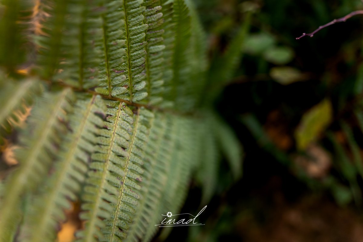 AlAdkhamiAhmed's tweet image. 💚🟢🌿
The calm of nature… stories told in silence.

#Nature #Forest #Leaves #MacroPhotography #NatureLovers #GreenLife #PhotoOfTheDay #CreativeShot #FineArtPhotography #LensCulture