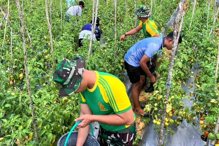 Cakra_Kostrad's tweet photo. Pos Lookeu Gelar Panen Tomat Bersama Warga Perbatasan RI–RDTL
@Puspen_TNI @tni_ad @divif_1_kostrad @divif2kostrad @divif3kostrad #tni #tniad #Kostrad #Cakra #kostradpeduli #kostradberbagi #TNIADMengabdiDanMembangunBersamaRakyat #penkostrad https://t.co/HVfXNCUqOq
