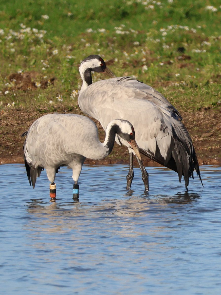 Dr Emma Preece tweet media