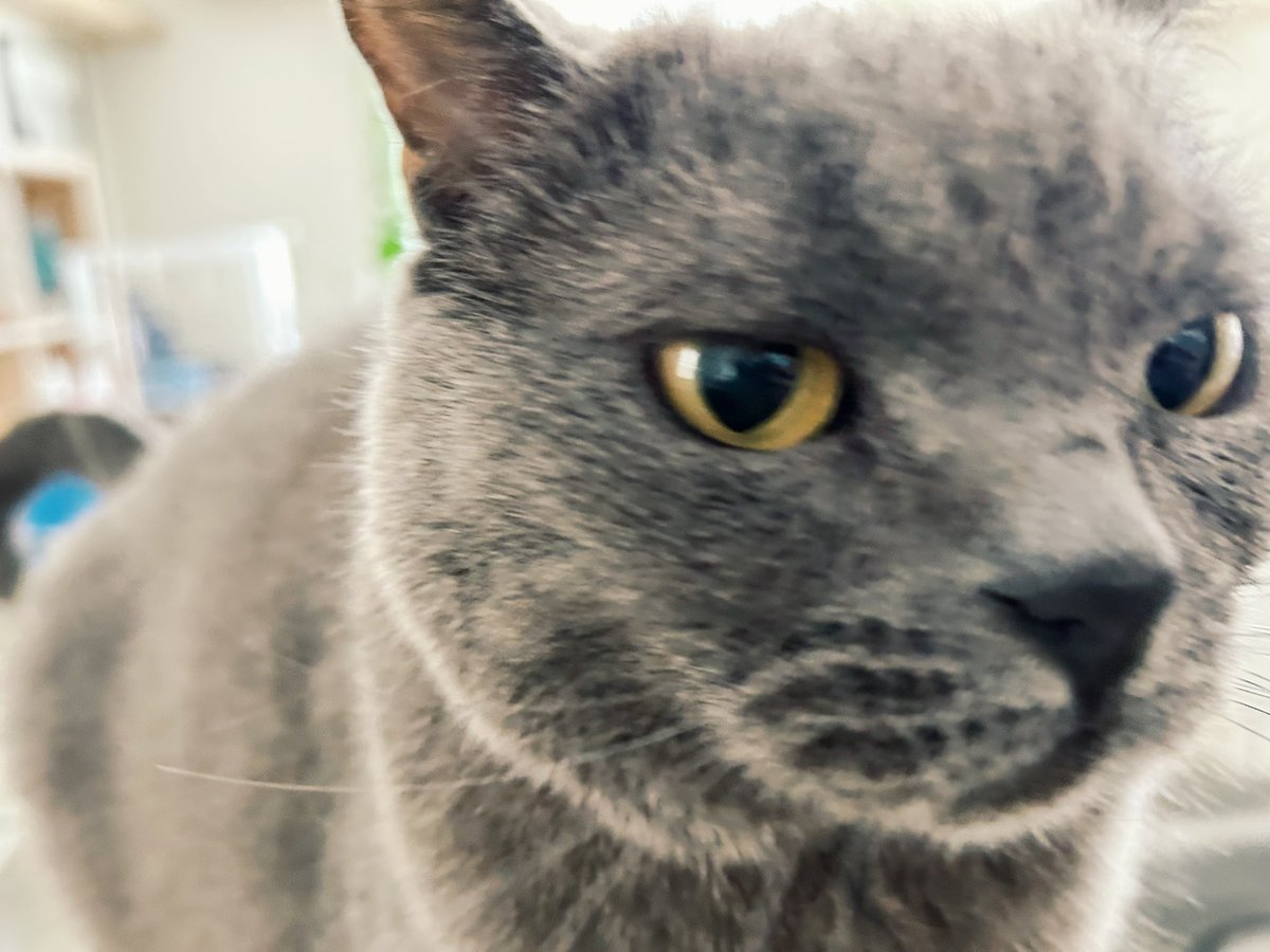 あんず8歳の誕生日🎂💐🐈‍⬛