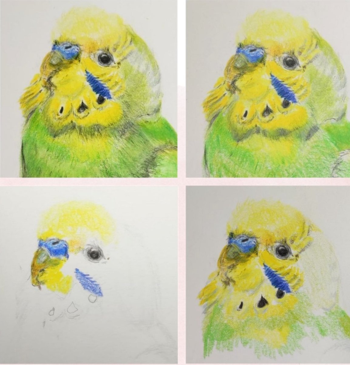 セキセイインコ肖像画家 CHIEKO🎨 (@Hc34r9) / Posts / X
