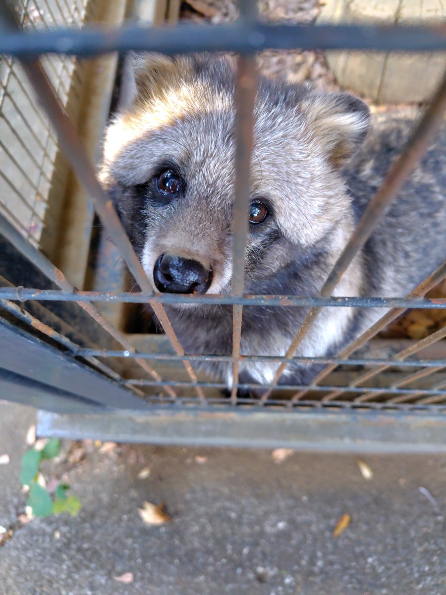 gomakomame (@gomakomame) / Posts / X